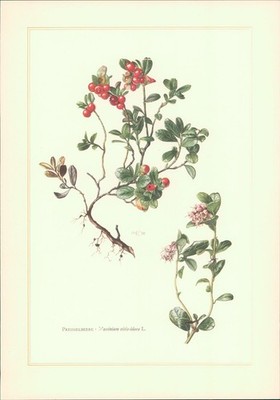 Kunstdruck - Offsetdruck. Preisselbeere - Vaccinium vitis-idaea L. Farboffsetdru