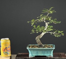Korean Hornbeam Bonsai