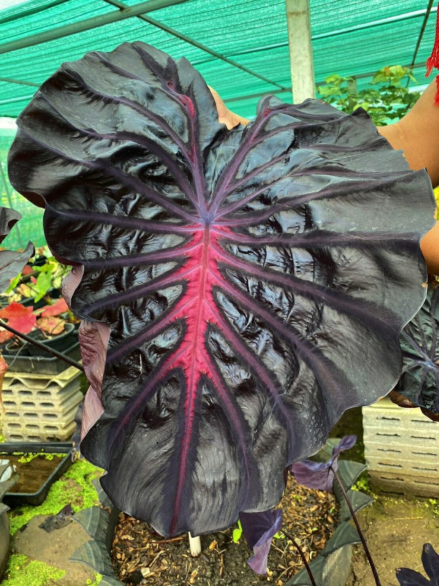 Colocasai Purple Star esculenta species New HB Elephant ear Free Phyto Cert  | eBay