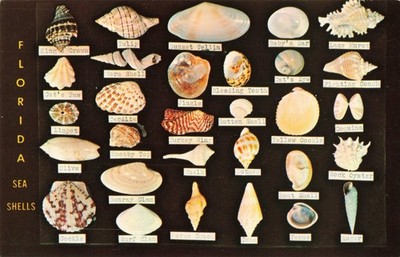 Florida FL, Coastal Sea Shells, Dodson's Shell Shop Display, Vintage Postcard