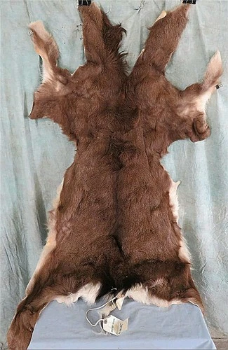 GENUINE SOFT TANNED MULE DEER HIDE TAXIDERMY 60"LX34"W