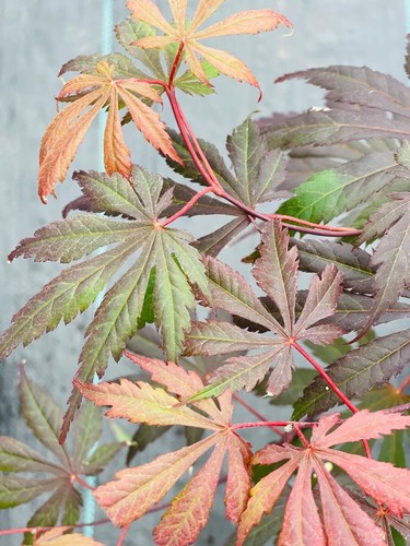 Acer shirasawanum 'Purple Umbrella' (Purple Umbrella Full Moon Maple) - Picture 2 of 5