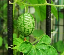 21+MOUSE MELON Vegetable Seeds Mexican Sour Gherkin Cucumber Organic Container