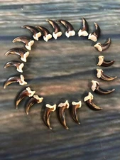 20 REAL COYOTE CLAWS TOES BONE MOUNTAIN MAN CRAFT SKULL JEWELRY EARRING GOTHIC