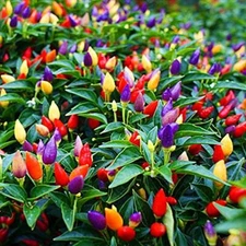 5 Color Pepper Plant Seeds for Planting | 50+ Seeds | Exotic Garden Seeds to Gro