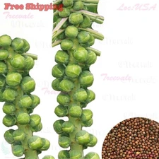 Long Island Improved Brussels Sprouts Seeds | Vegetable Seeds
