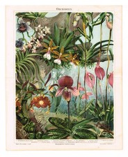 ORCHIDS 1898 Antique Vintage Print  Original ChromoLithograph Flowers print