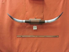 MOUNTED STEER BULL  HORNS 3' 9" tip to tip #418 BULL HORN LONGHORN