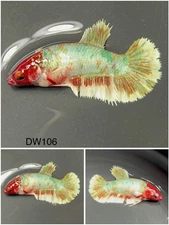 Female Betta Live Fish - Koi Candy Galaxy HMPK - DW106 - For Sorority - Breeding