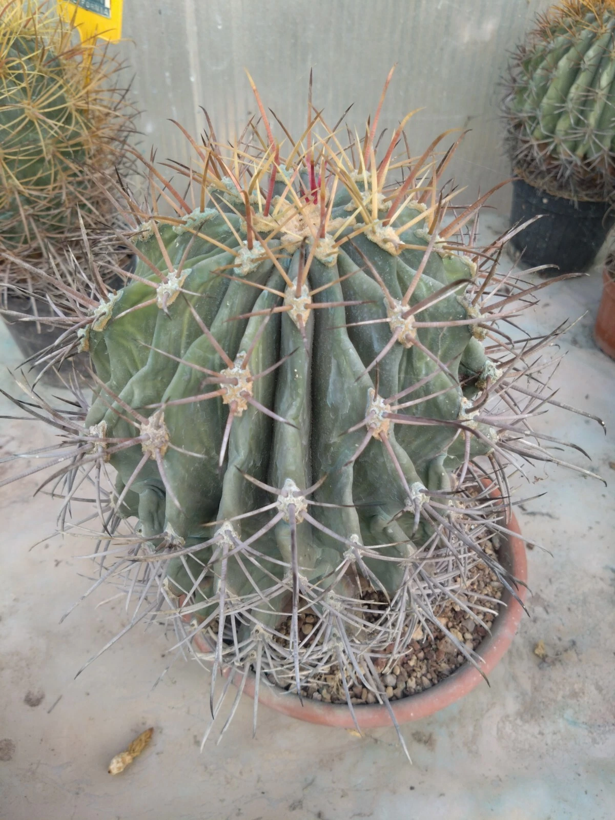 Foto 4 di 6
