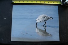 Randy Wright 90's Seagull Nose Dive Bird Beach OG Dogtown Vintage Surfing PHOTO