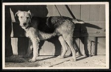 Foto-AK Terrier vor einem Stalltor in der Sonne 
