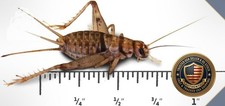 Feeder Crickets 500 Count 3/4 Inch Live Food Reptile