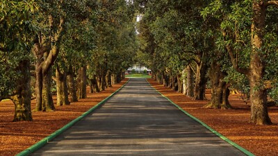 Official 2025 Masters Tournament Golf Poster 18