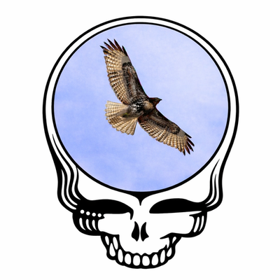 #ad #ad 🦅 Hawk Spirit Memorial Sticker Bob Weir Tribute Grateful Energy Vinyl Art $4.00