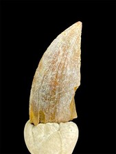 1.18'' / 3.7cm NICE Majungasaurus Crenatissimus Dinosaur Tooth Dent Fossi