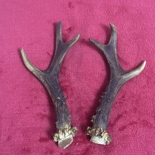 PAIR OF ROE DEER ANTLERS , 168g. aprox. 17,5/18cm.