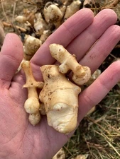 Organic STAMPEDE Sunchoke / Jerusalem Artichoke - Helianthus tuberosus