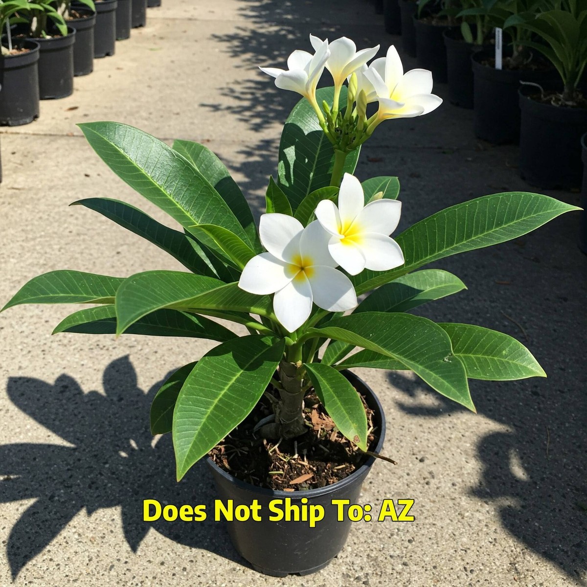 Plumeria Rubra White Orchid Live Plant Flowering Tree 1 Gallon Pot 1-2 Feet  Tall | eBay