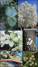 Pyrus Calleryana. Callery pear . Chinese pear. 10 seeds