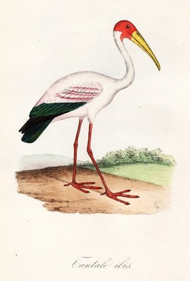Tantale ibis oiseaux birds Vögel Vogel Ornithologie Lithographie Dubois 1872