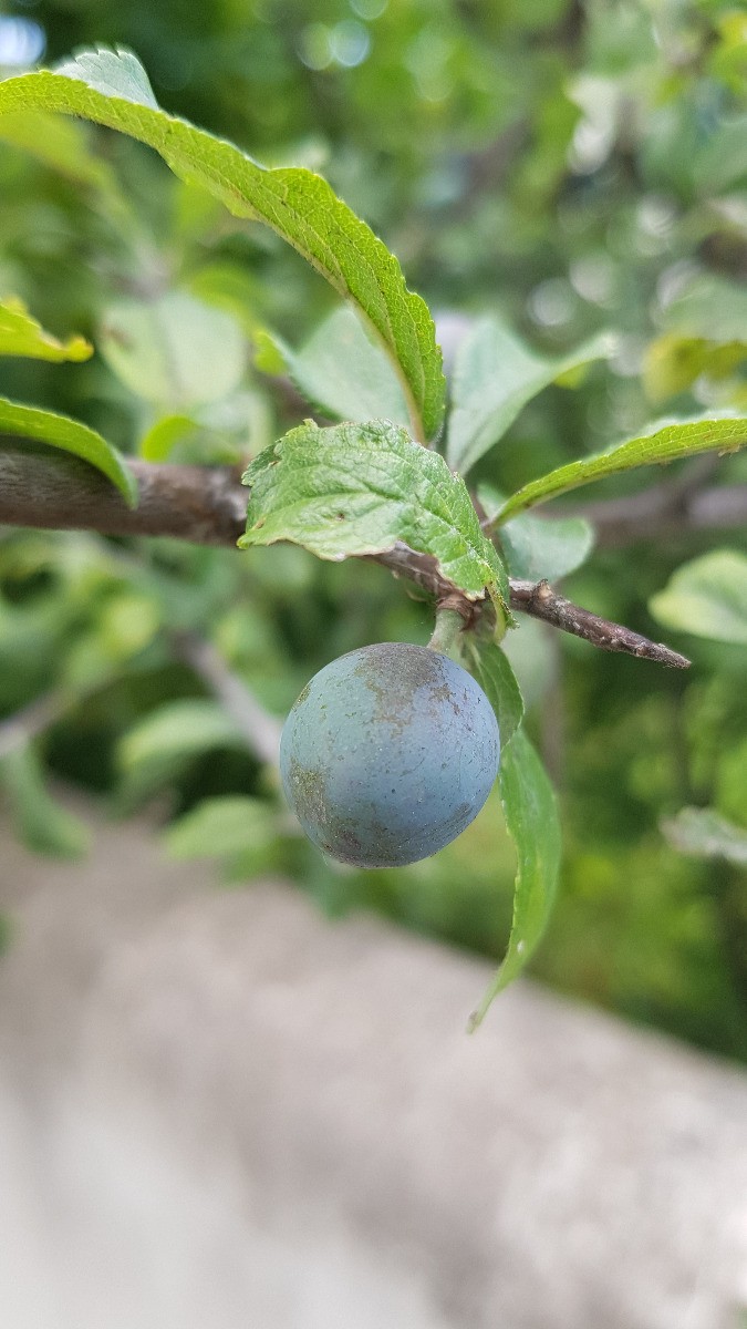 Prunus spinosa Prunelier fruitier rustique de semis en pot 4L