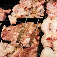 Removedor de pulmón herramienta de eviscalización confiable para mataderos de pavo fácil de limpiar