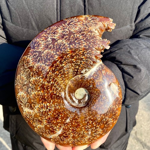 2.2LB Rare! Natural Tentacle Ammonite FossilSpeci healmen Shell Madagascar - 第 6/16 張圖片