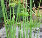 Live Dwarf Papyrus Tropical Aquatic Marginal Pond Plant - Buy 2 Get 1 Free