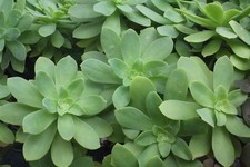 10 talee di piante grasse succulente 'sedum palmeri'
