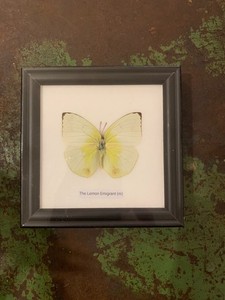 Framed Real Butterfly Lemon Emigrant