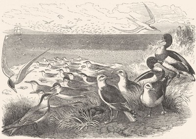 VÖGEL. Sea-Flier. Seeschwalbe, Schwalbe. & Nester um 1870 altes antikes Druckbild