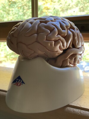 3B Scientific Human Classic 5-Part Brain Model C18