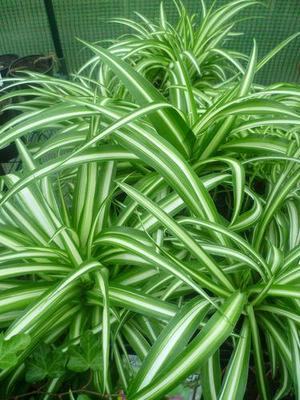 monstera adansonii white Monstera Adansonii Swiss Cheese – Cozy Corner Plants main image 0
