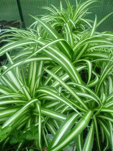 Grünlilie (Chlorophytum) 12 cm Topfware - Bild 1 von 2