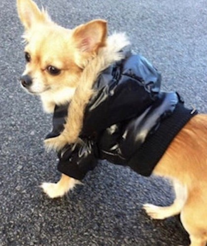 DOG PUPPY PET WATERPROOF PUFFA PADDED QUILT COAT JACKET WITH FUR HOOD 6 COLOURS! - Picture 10 of 41