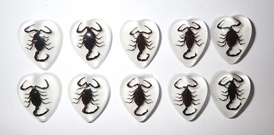 Insect Cabochon Black Scorpion Heart 17x21 mm on White Bottom 10 pieces Lot