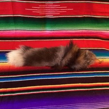 Fox Tail Silver Fur Display Only