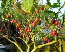 10 Tomato Tree Seeds for Planting Tamarillo Cyphomandra betacea