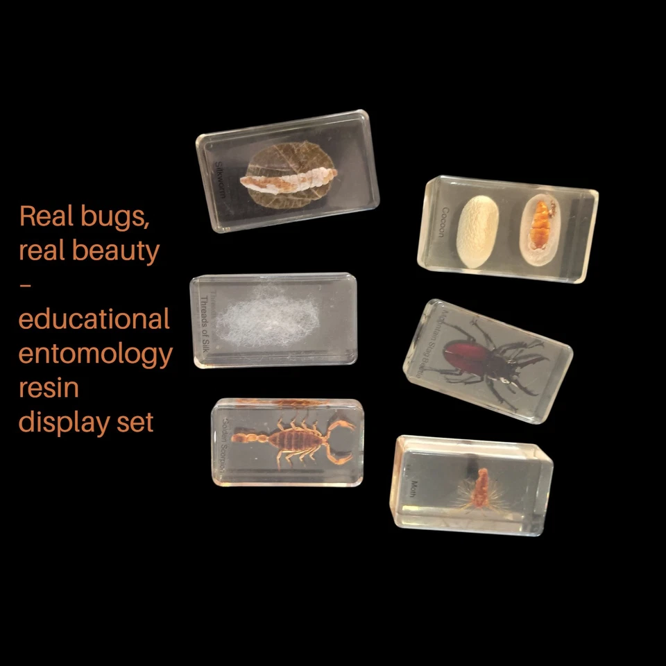 Real Insects in Acrylic Resin – Set of 6 (No Tarantula) Educational Displays.  - image 2 of 4