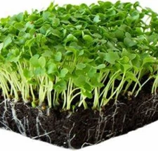 Vates Blue Scotch Curled Kale MICROGREEN Seeds | Non-GMO | Seeds for Sprouting