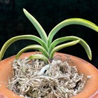 Neofinetia falcata Setsumon  / Seolmoon  설문/雪紋 — photo 1