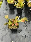 Venus Flytrap BCP Z02 -  Carnivorous Plant - Giant Cultivar 🔥 — photo 5