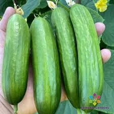 25+ Picolino Cucumber Seeds for Garden Planting - USA - FREE SHIPPING!
