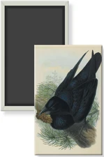 Crow Holding Pinecone Vintage Illustration Image Art Fridge Magnet 2 x 3