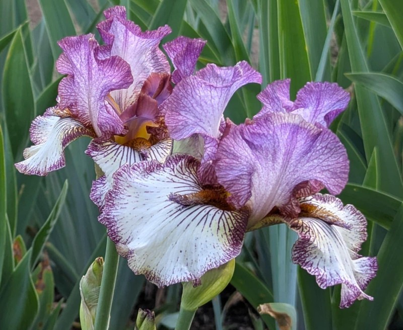 'Apollo One'   TB  Bearded  Iris Rhizome PRE-SALE to Ship Aug/Sept