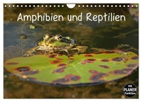 "Calendar 2027 · US Version · Amphibians And Reptiles (Wall Calendar 2027 12\" × 8"