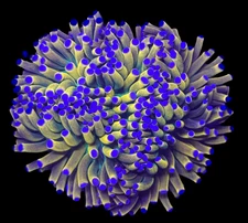 WYSIWYG Banana Holy Grail Torch Live Coral – Frag Euphyllia LPS for Reef