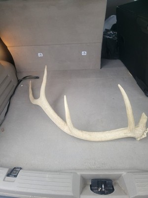 5 Pt Elk Shed Naturally Bleached  By The Sun