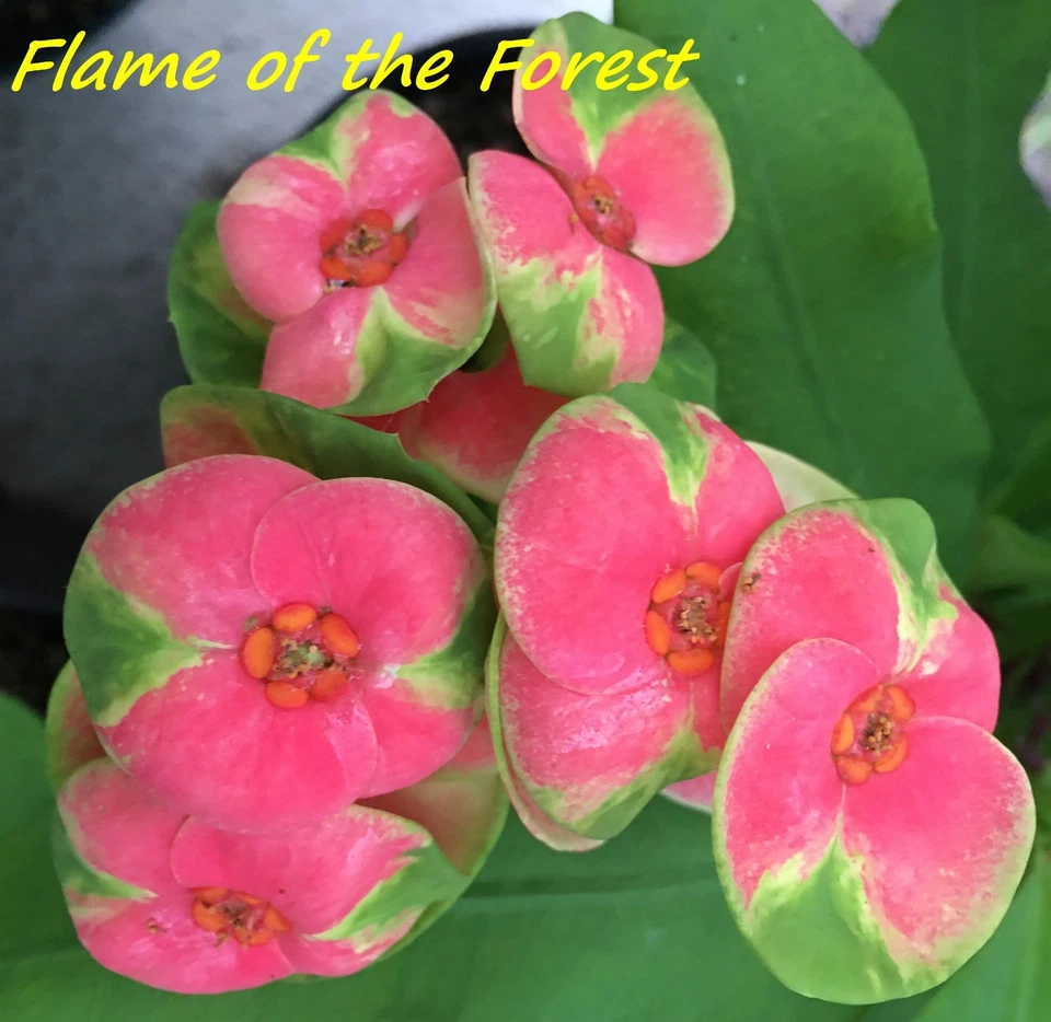 Euphorbia Milii Crown of Thorns FLAME of the FOREST Corona d'Cristo Thai Hybrid - Image 3 of 4